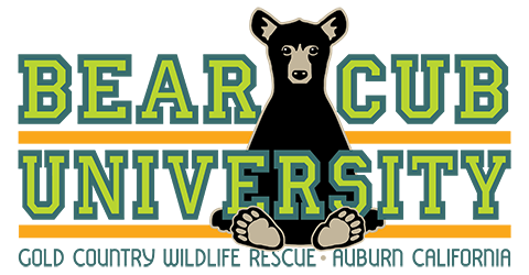 Bear Cub University logo