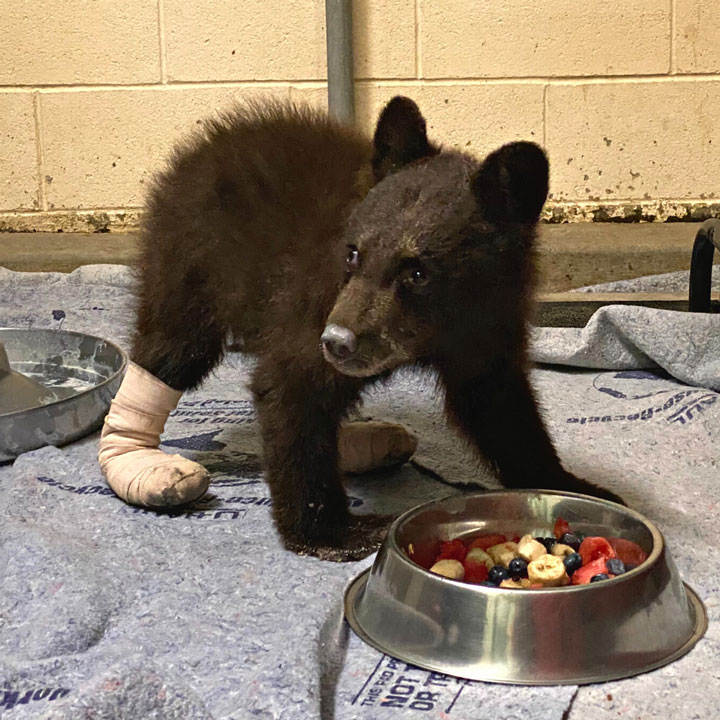 Reminder From Wildlife Experts: If You See A Bear Cub,, 48% OFF