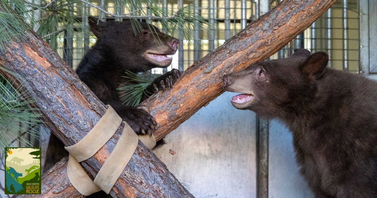 Reggie Taylor (ID#21-4395) and Vinny (ID#21-4588) just before their release.