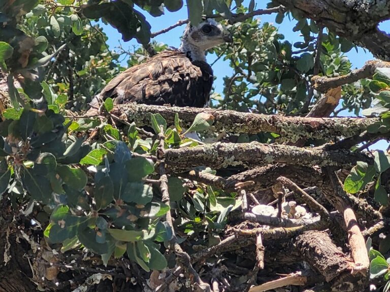 Chick in the nest (1)