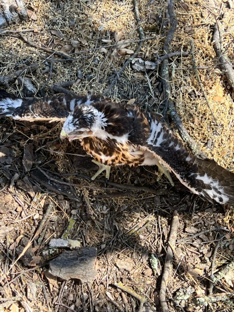 Chick on ground (1)